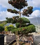 Fruchtende Bechereibe - Taxus media 'Hicksii' - Bonsai