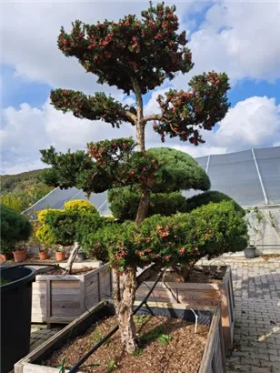 Fruchtende Bechereibe - Taxus media 'Hicksii' - Bonsai