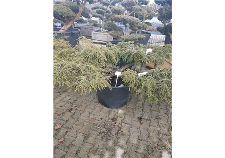 Tsuga canadensis 'Pendula' - Hänge-Hemlocktanne