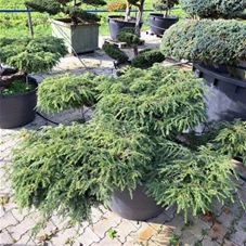 Tsuga canadensis 'Pendula', Gartenbonsai Nr. 3 Breite: 180- 200