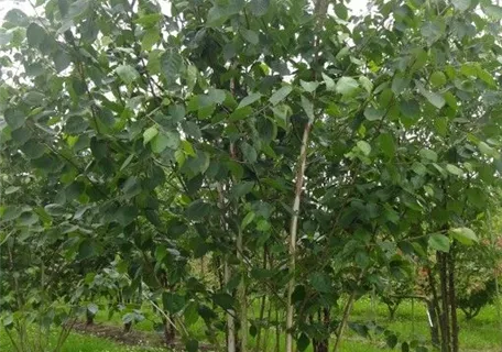 Betula utilis jacquemontii - Himalaya Birke