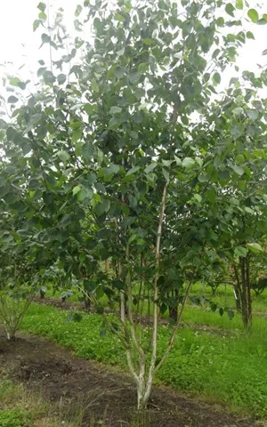 Betula utilis jacquemontii - Formgehölze