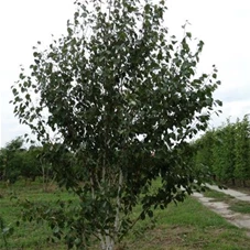 Betula utilis jacquemontii - Formgehölze, MDb mehrstämmig 350- 400