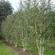 Betula utilis jacquemontii - Formgehölze, MDb mehrstämmig 400- 450