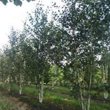 Betula utilis jacquemontii - Formgehölze, MDb mehrstämmig 450- 500