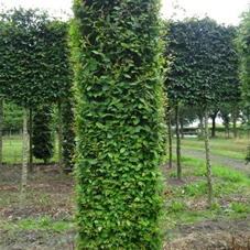 Carpinus betulus - Formgehölze, mDb Blockform 275x75x75 