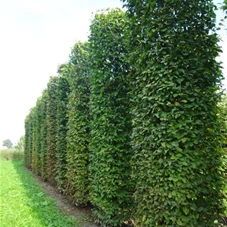 Carpinus betulus - Formgehölze, mDb Blockform 460x100x100 