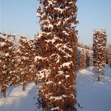 Carpinus betulus - Formgehölze, mDb Blockform 360x75x75 