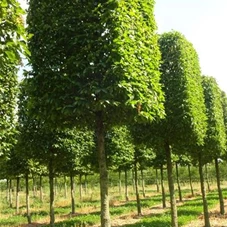 Carpinus betulus - Formgehölze, H mDb Quader 225x180x180 cm 40- 45