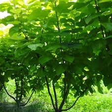 Catalpa bignonioides 'Aurea' - Formgehölze, MDb mehrstämmig 200- 250