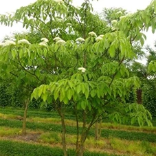 Cornus controversa - Formgehölze, MDb mehrstämmig 300- 350