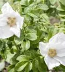 Weiße Apfelrose - Rosa rugosa alba