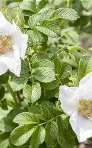 Rosa rugosa alba