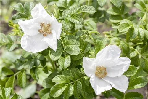 Weiße Apfelrose - Rosa rugosa alba