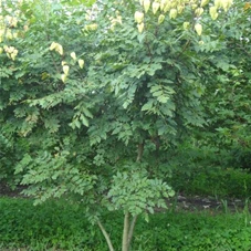 Koelreuteria paniculata - Formgehölze, mDb mehrstämmig 200- 250