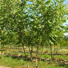 Koelreuteria paniculata - Formgehölze, mDb mehrstämmig 250- 300