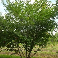 Zelkova serrata - Formgehölze, MDb mehrstämmig 350- 400