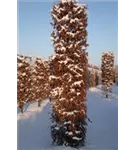 Hainbuche,Weißbuche - Carpinus betulus - Formgehölze