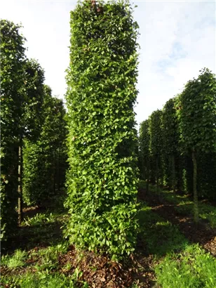 Hainbuche,Weißbuche - Carpinus betulus - Formgehölze