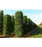 Hainbuche,Weißbuche - Carpinus betulus - Formgehölze