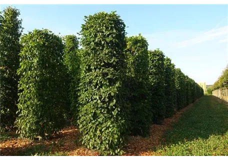 Carpinus betulus - Formgehölze - Hainbuche,Weißbuche