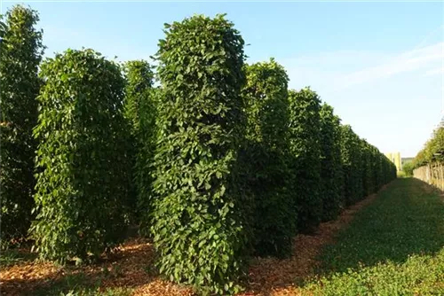 Hainbuche,Weißbuche - Carpinus betulus - Formgehölze