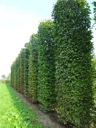 Hainbuche,Weißbuche - Carpinus betulus - Formgehölze