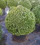 Löffel-Ilex 'Dark Green' -R- - Ilex crenata 'Dark Green' -R-