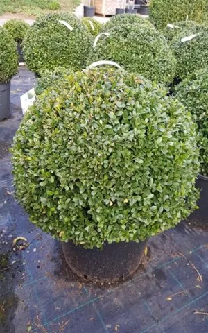 Ilex crenata 'Dark Green' -R-