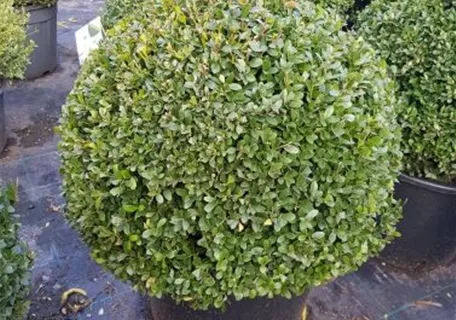 Ilex crenata 'Dark Green' -R- - Löffel-Ilex 'Dark Green' -R-