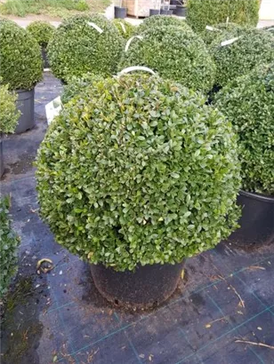 Löffel-Ilex 'Dark Green' -R- - Ilex crenata 'Dark Green' -R-