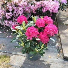 Rhododendron Hybr.'Nova Zembla' II, C 10 50- 60