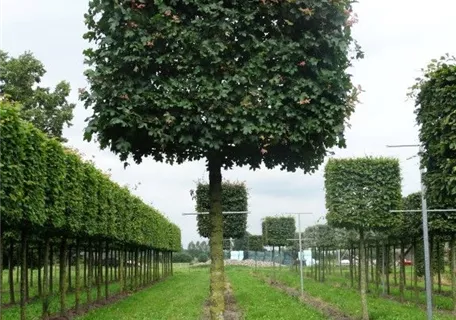 Acer campestre 'Elsrijk' - Formgehölze - Feldahorn 'Elsrijk'