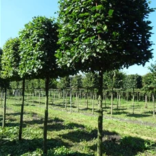 Carpinus betulus - Formgehölze, H mDb Kubus 110x110x110 cm 25- 30