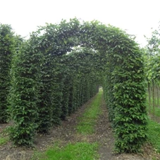 Carpinus betulus - Formgehölze, mDb Torbogen 275x250 cm 18- 25