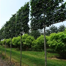 Carpinus betulus 'Lucas' - Formgehölze, H mDb Spalier 160x160 Sth. 210 cm 18- 20