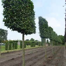 Carpinus betulus 'Lucas' - Formgehölze, H mDb Spalier 160x160 Sth. 210 cm 20- 25