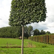 Carpinus betulus 'Lucas' - Formgehölze, H mDb Spalier 200x220 Sth. 225 cm 20- 25