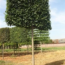 Carpinus betulus 'Lucas' - Formgehölze, H mDb Spalier 200x220 Sth. 225 cm 25- 30