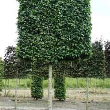 Carpinus betulus 'Lucas' - Formgehölze, H mDb Spalier 200x220 Sth. 225 cm 30- 35