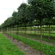 Cornus mas - Formgehölze, H mDb Kubus 100x100x100 cm 20- 25