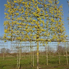 Cornus mas - Formgehölze, H mDb Spalier 160x160 Sth. 210 cm 20- 25