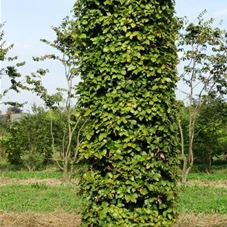 Fagus sylvatica - Formgehölze, mDb Blockform 275x75x75 cm 