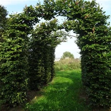 Fagus sylvatica - Formgehölze, mDb Torbogen 275x250 cm 18- 25