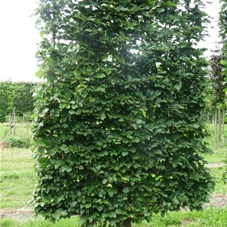 Fagus sylvatica - Formgehölze, mDb Spalier 160x160 cm Sth. 50 cm 18- 20