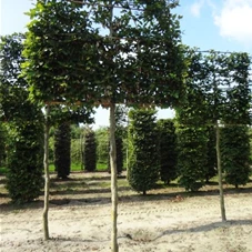 Fagus sylvatica - Formgehölze, H mDb Spalier 160x160 cm Sth. 210 cm 18- 20