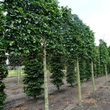 Fagus sylvatica - Formgehölze, H mDb Spalier 160x160 cm Sth. 170 cm 20- 25