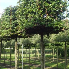 Fagus sylvatica - Formgehölze, H mDb Kubus 100x100x100 20- 25