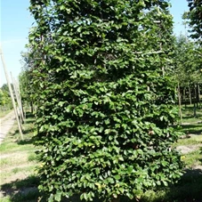 Fagus sylvatica - Formgehölze, mDb Spalier 160x160 cm Sth. 50 cm 20- 25