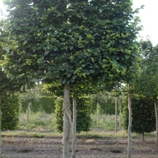 Fagus sylvatica - Formgehölze, H mDb Spalier 160x160 cm Sth. 210 cm 20- 25